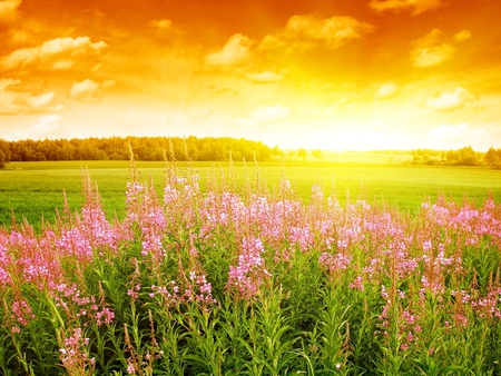 Summer flowers - nature, summer, field, flower, sky