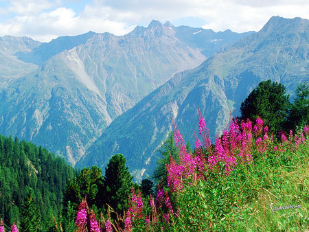 Alps in spring - alps, europe, field, flower, mountain