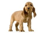 Cute English Cocker Spaniel