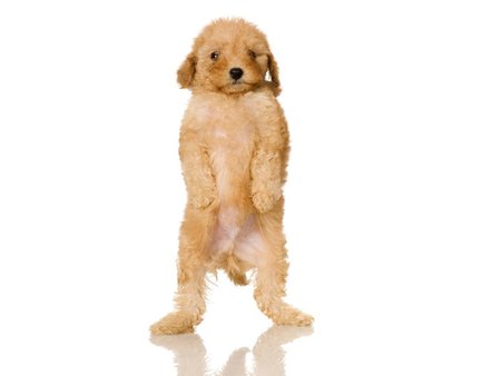 Cute Poodle puppy - poodle, animal, cute, dog, puppy