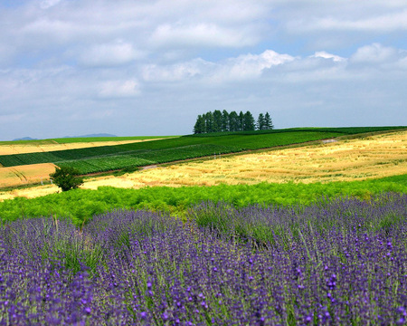 Flower field - nature, purple, tree, field