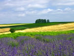 Flower field