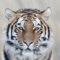 Tiger eyes