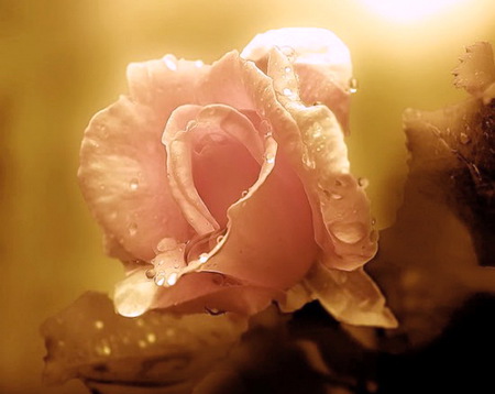 A gift for Tamara (tedisso) - pink light, gift, mist brown, rose, dew