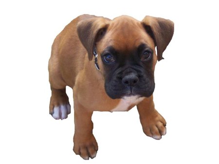 Cute boxer - animal, boxer, cute, dog, puppy