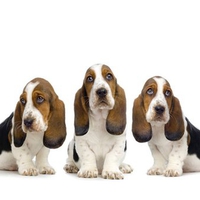 Cute basset hound puppies