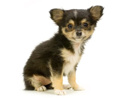 Cute chihuahua puppy - puppy, dog, animal, chihuahua, cute