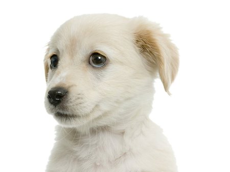 Cute labrador puppy - white, animal, cute, dog, puppy, labrador