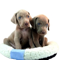 Cute weimaraner puppies