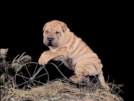 Cute sharpei puppy - sharpei, puppy, dog, animal, cute