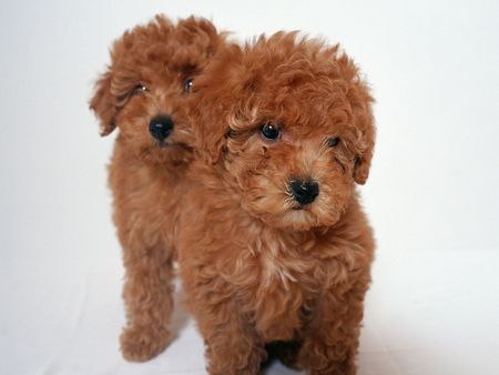 Mom and me - animal, red, cute, maltese, dog, puppy