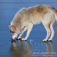 Wolf Drinking From A Pond