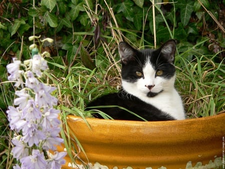 Calico for my friend CARMENBONILLA - calico, flower, animal, kitten, cat, feline