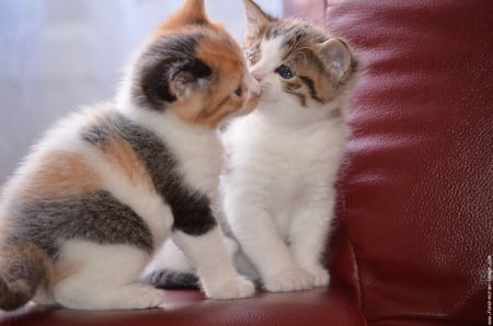 Sweet kisses - love, kiss, couple, cat, animal, feline, kitten