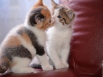 Sweet kisses