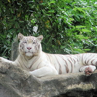 Majestic White Tiger