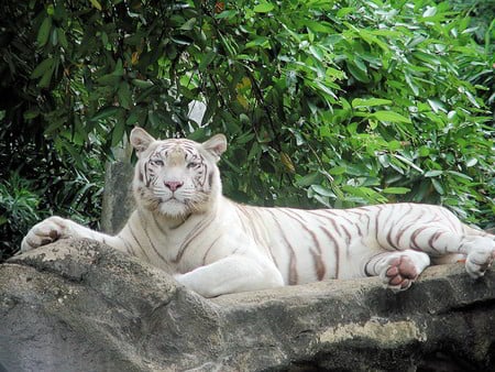 Majestic White Tiger - cat, animals, great, majestic, white, cats, beautiful, animal, tiger