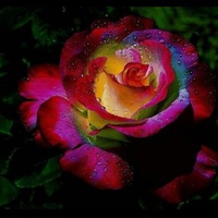 Rainbow rose