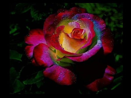 Rainbow rose - nature, love, rainbow, rose, flower