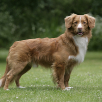 For fer7gl * Nova Scotia Duck Tolling Retriever