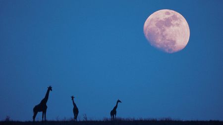 giraffe - africa, moon, giraffe, paradise