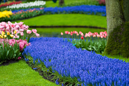 blue carpet - carpet, blue, park, flowers, garden