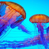 jelly fish