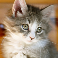 cute kitty