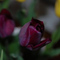 violet & yellow tulips