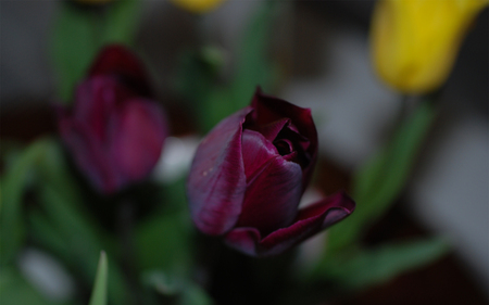 violet & yellow tulips - flowers, yellow tulips, violet, nature