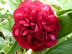 Red Peony