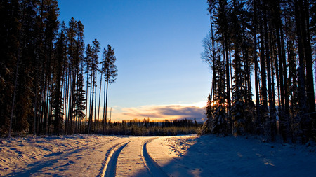 Cold Road - snow, road, cold, trees