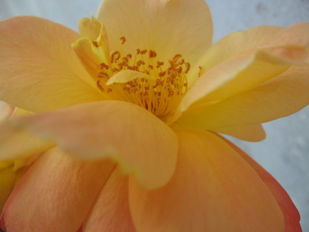 climbing rose - elegant, yellow, rose, beautiful