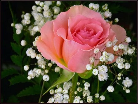 Pretty rose - nature, love, pink, rose, flower