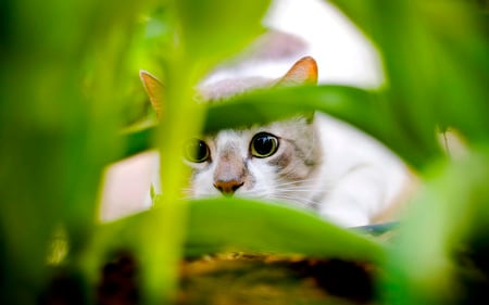 Big green eyes - fluffy, cat, eyes, pet, nature, animal, green, sweet, grass