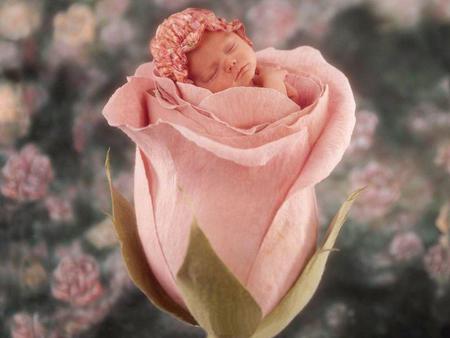 little-cute-baby-in-pink-rose - people, photoshop, flower, pink, baby, sleep, nature, rose, little