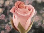 little-cute-baby-in-pink-rose