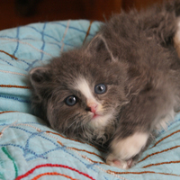 playing kitty