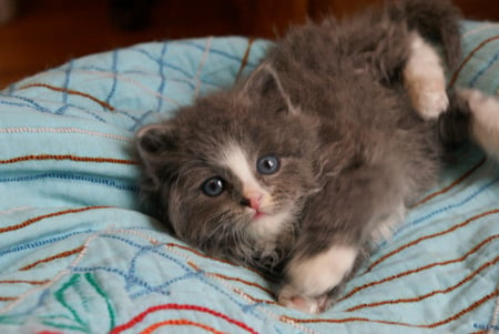 playing kitty - longhair, brown, cat, kitty, playing