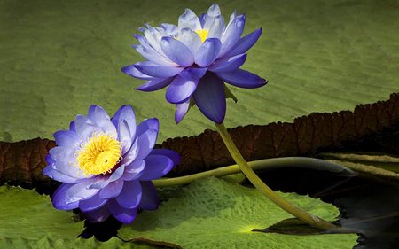 Blue flowers - leaves, nature, flowers, blue