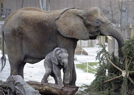 mom&baby - elephants, trees, nature, baby, wild, animals