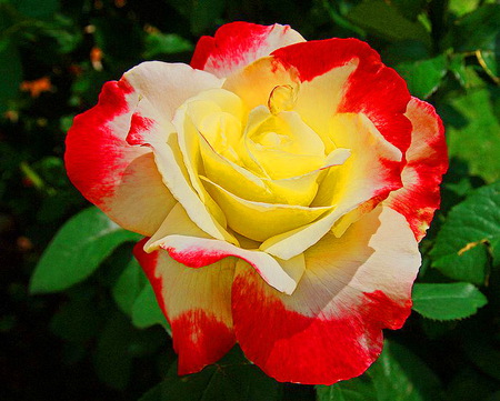 Tri-colored beauty - bloom, white, red, yellow green leaves, rose, beauty