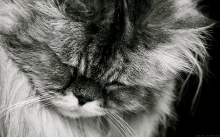 Cat - animal, black and white, cat, grey