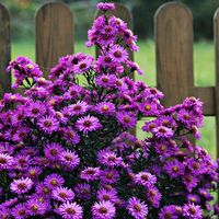 Purple flowers