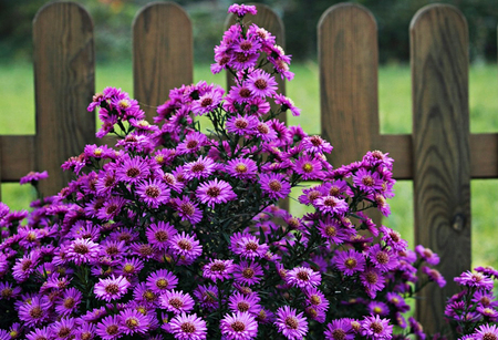 Purple flowers