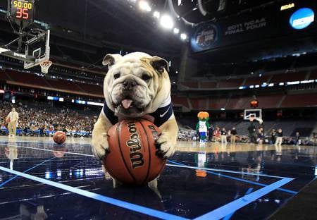 dog playing baskeball - sports, nature, baskeball, animals, dog