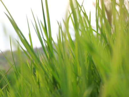 Grass - ground, grass green full with life, closeup, sky