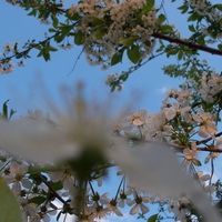 Tree flowers