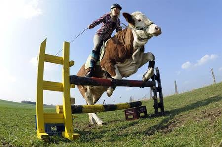 The jumping cow - cow, nature, land, barn, farm, animals