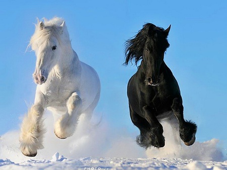 Black and white beauties - white, horse, animal, black, run